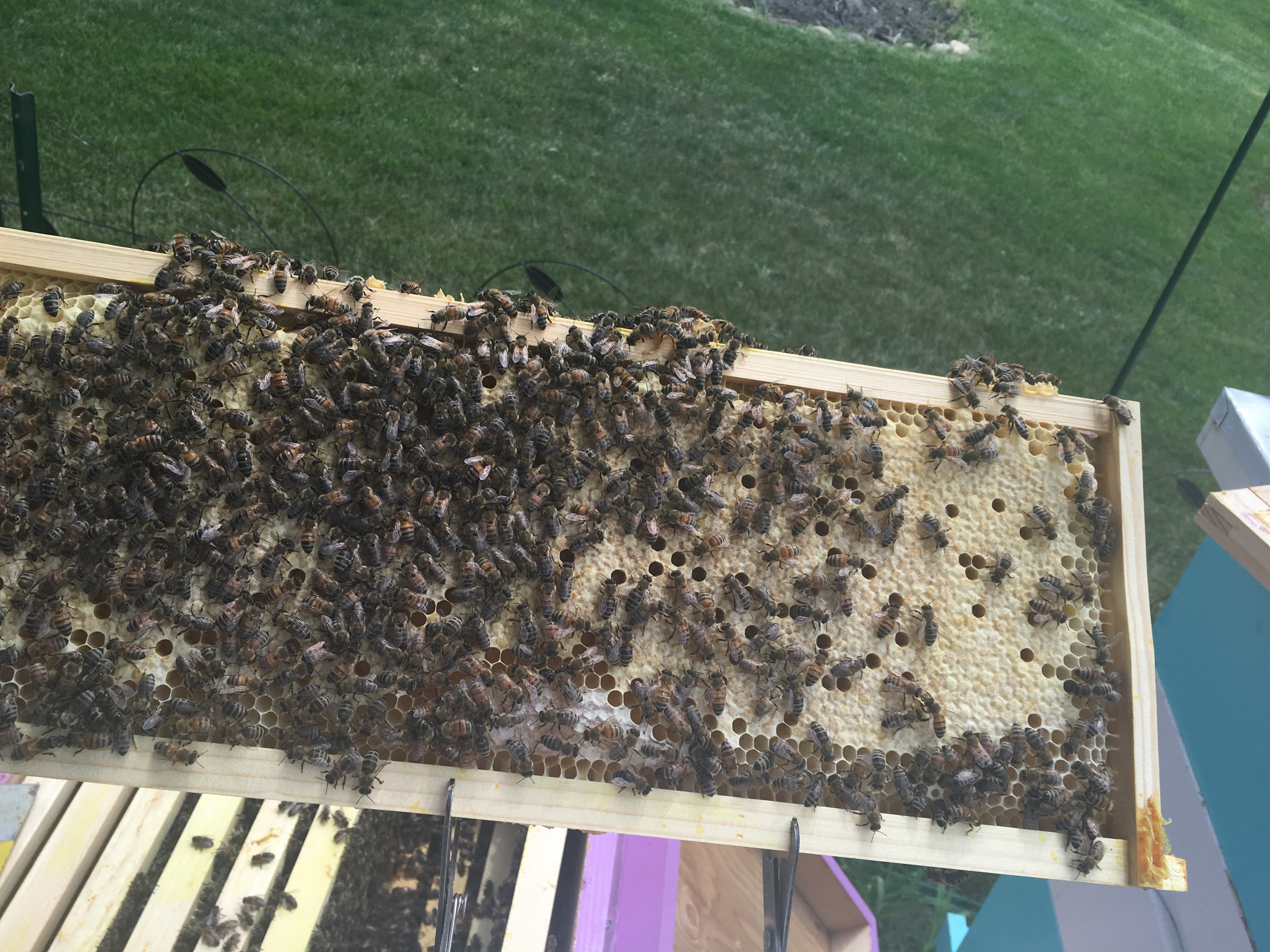 Bees on a frame of brood