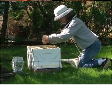 Installing the first bees